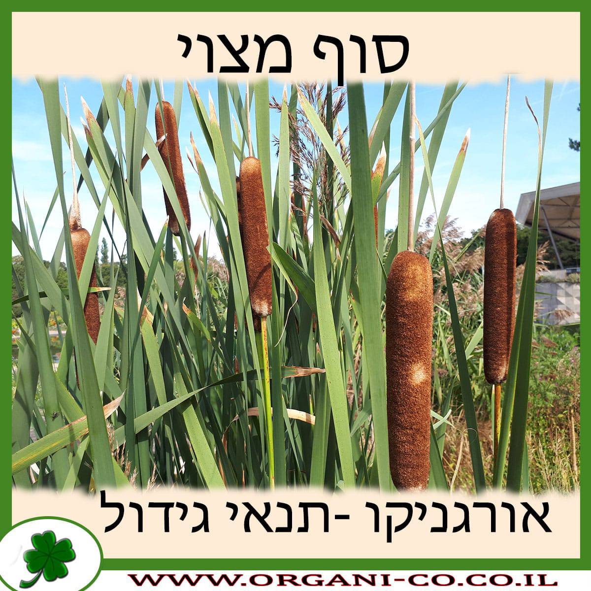 סוף מצוי