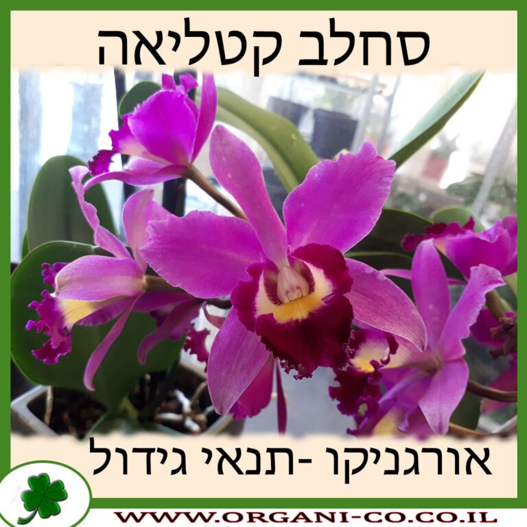 סחלב קטליאה סחלב קטליאה