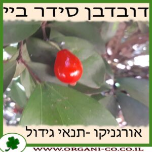 דובדבן סידר ביי גידול צמח