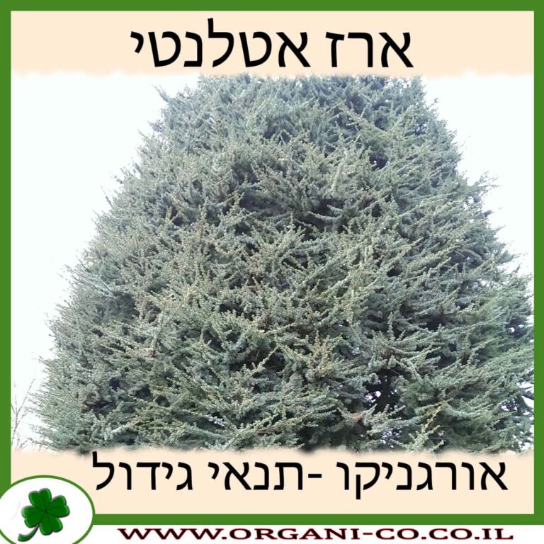 ארז אטלנטי ארז אטלנטי
