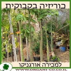כוריזיה בקבוקית 50 ליטר