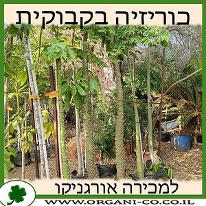 כוריזיה בקבוקית למכירה - מחיר