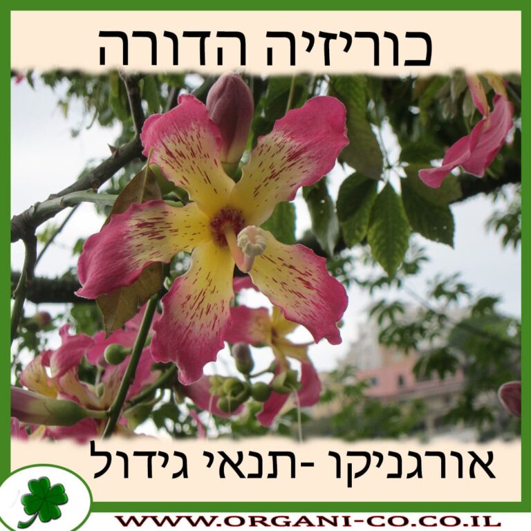 כוריזיה הדורה כוריזיה הדורה