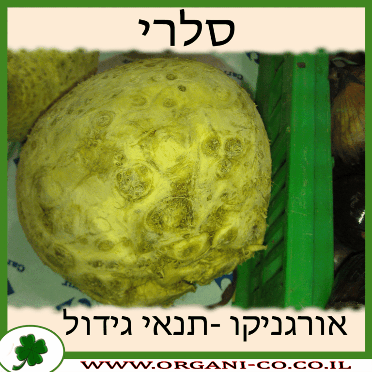 סלרי סלרי גידול צמח
