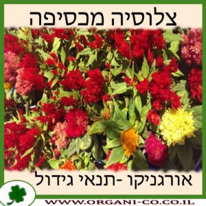 צלוסיה מכסיפה