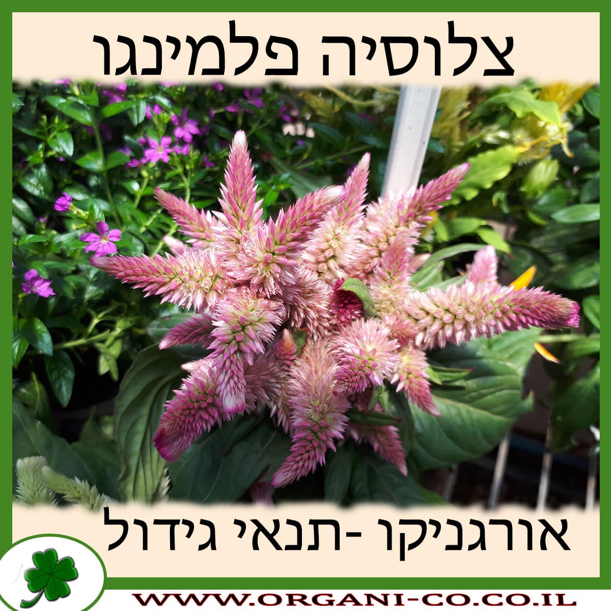 צלוסיה פלמינגו