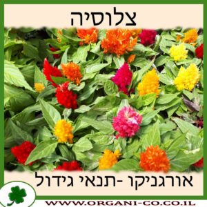 צלוסיה