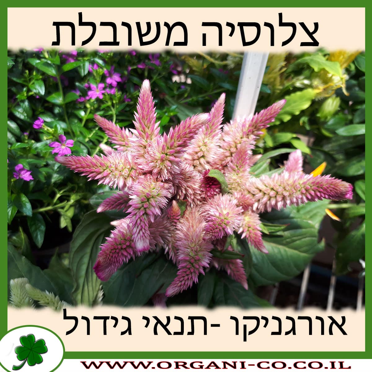 צלוסיה משובלת