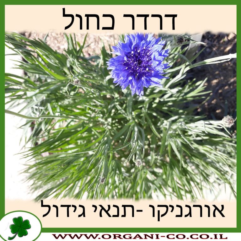 דרדר כחול דרדר כחול
