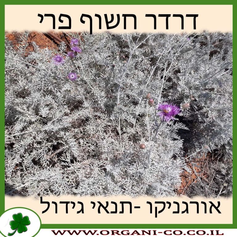 דרדר חשוף פרי דרדר חשוף פרי