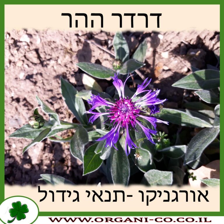 דרדר ההר דרדר ההר