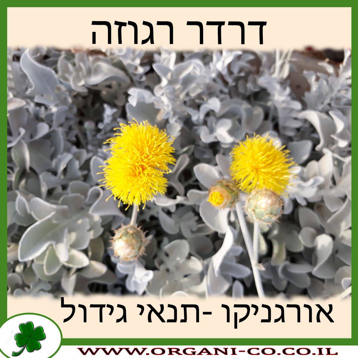 דרדר רגוזה