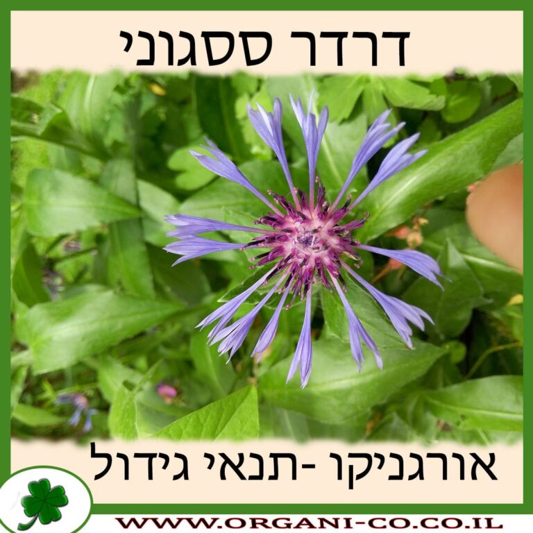 דרדר ססגוני דרדר ססגוני