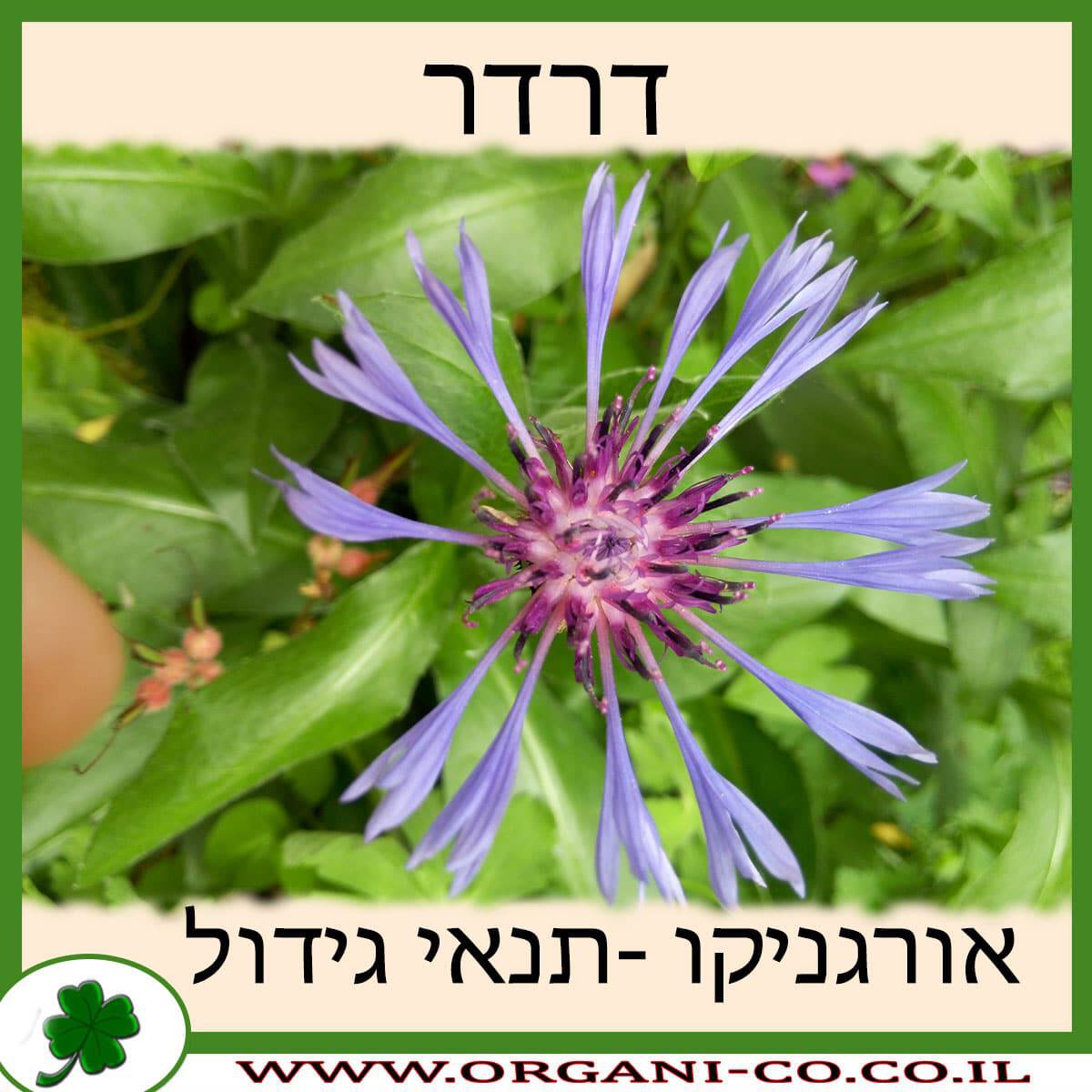 דרדר