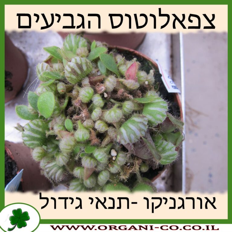 צפאלוטוס הגביעים צפאלוטוס הגביעים