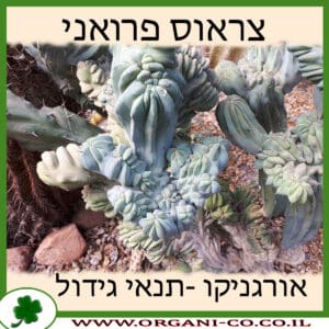 צראוס פרואני