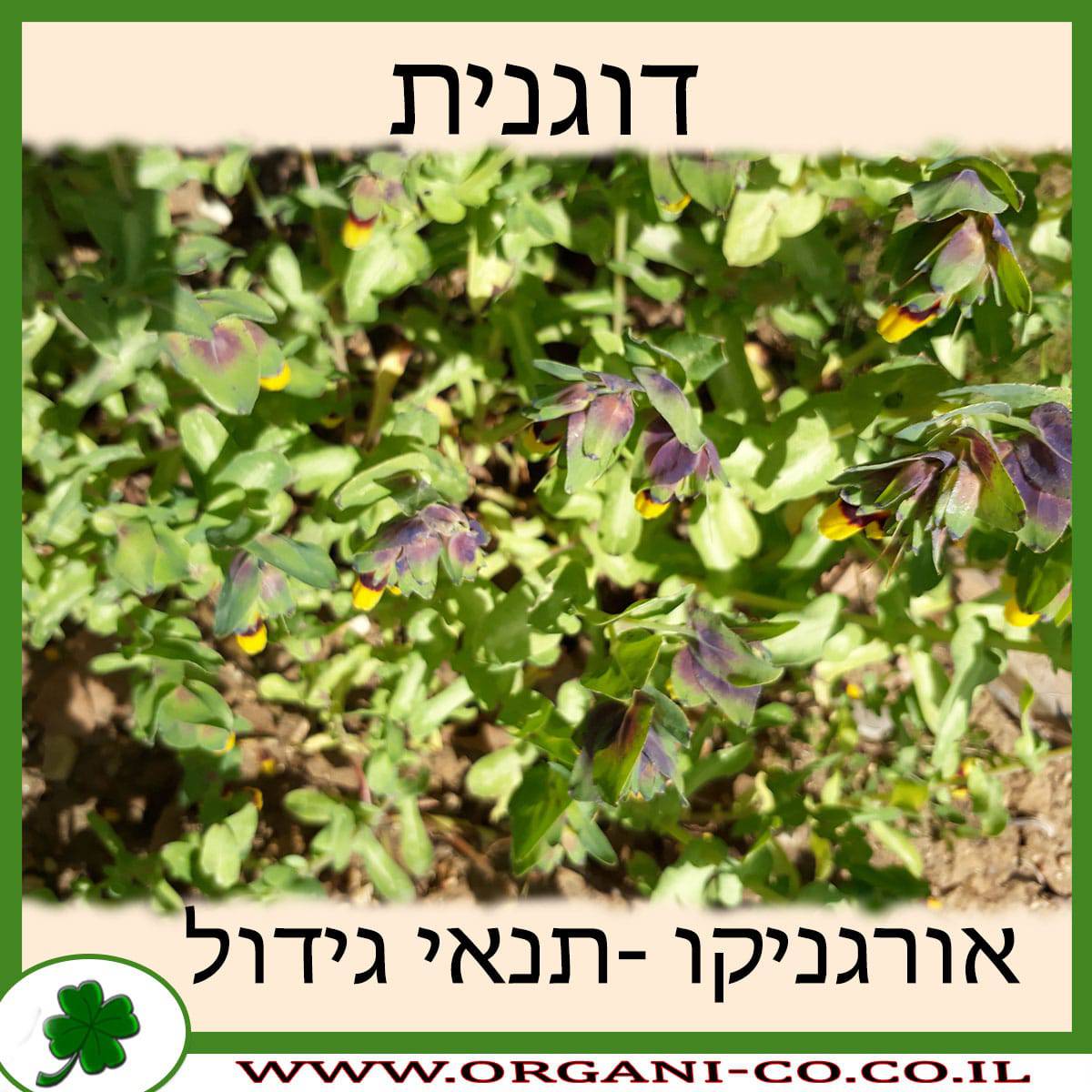 דוגנית