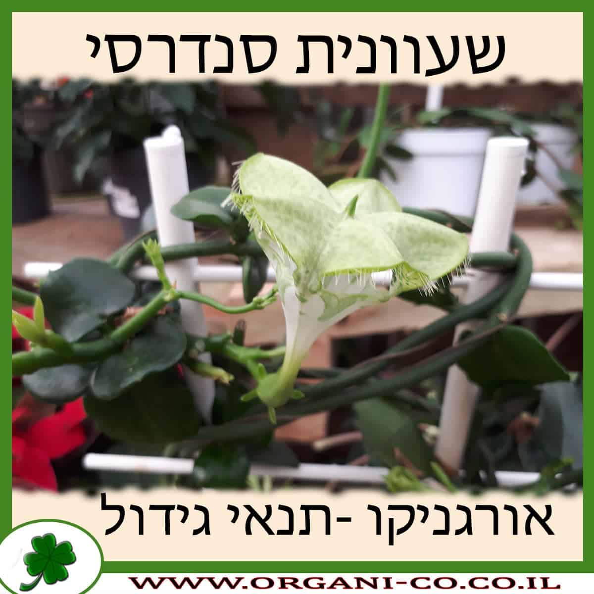 שעוונית סנדרסי