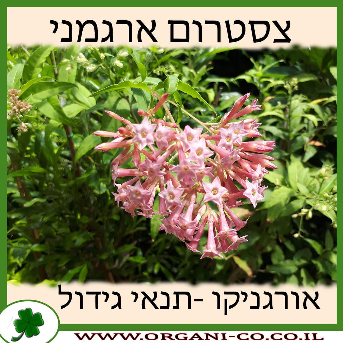 צסטרום ארגמני