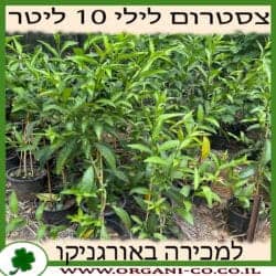 צסטרום לילי 10 ליטר