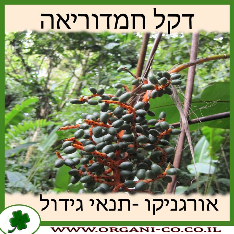 דקל חמדוריאה אלגנס דקל חמדוריאה