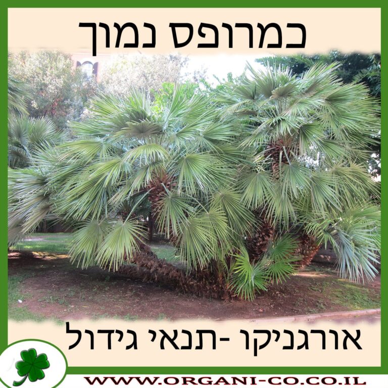 כמרופס נמוך כמרופס נמוך
