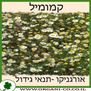 קמומיל גידול צמח