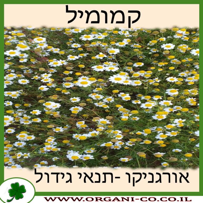 קמומיל צמח קמומיל גידול צמח