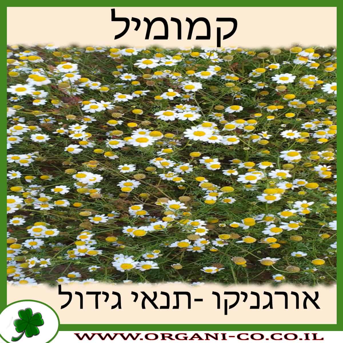 קמומיל גידול צמח