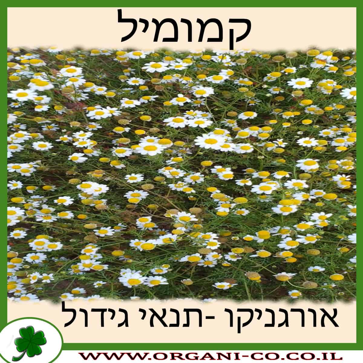 קמומיל גידול צמח