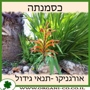 כסמנתה