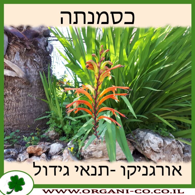 כסמנתה