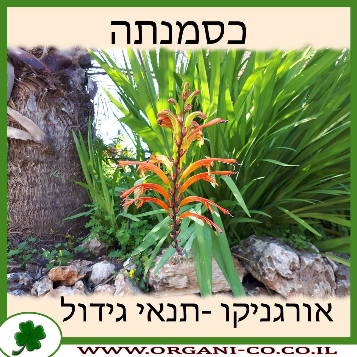 כסמנתה