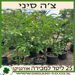 צ'ה סיני 25 ליטר