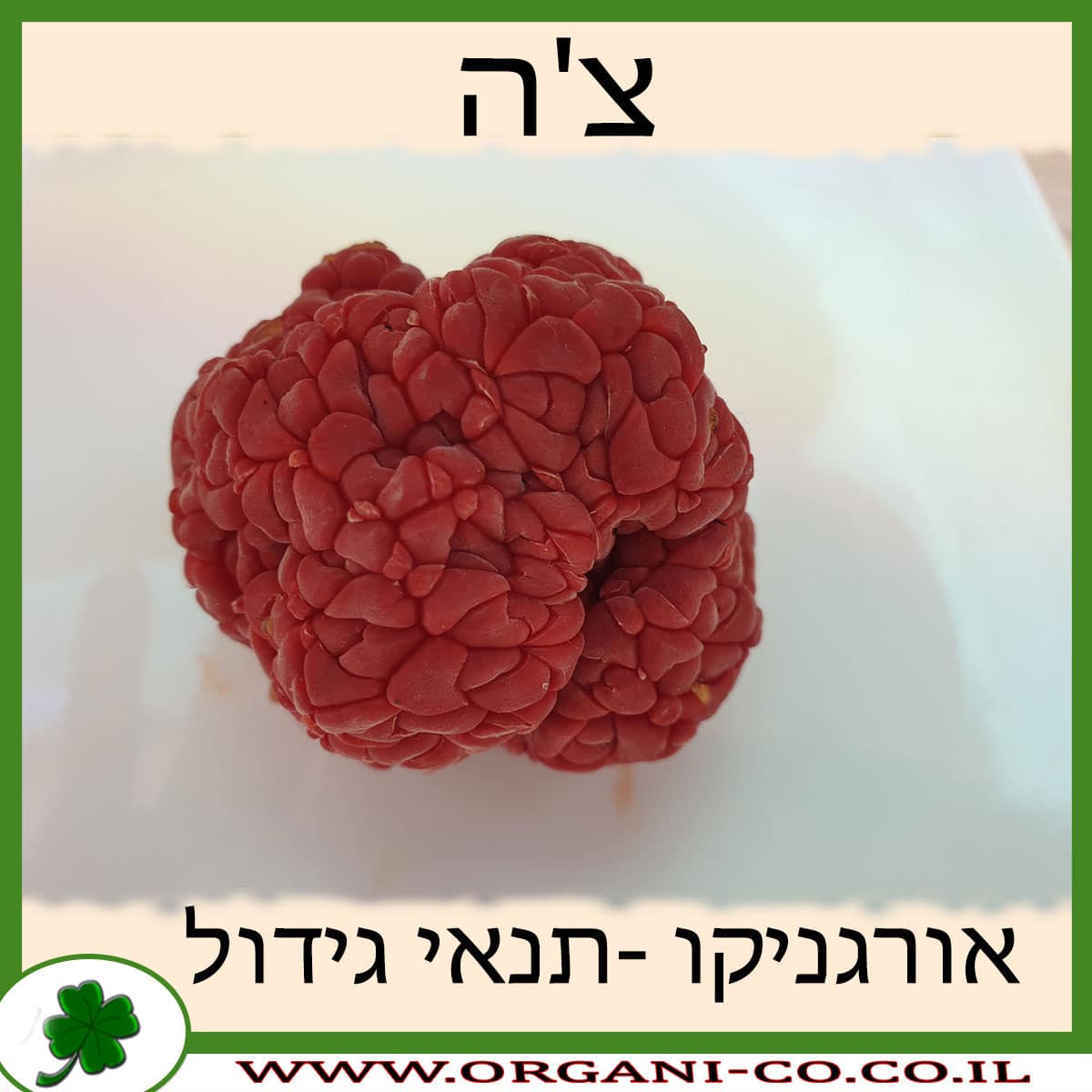 צ’ה גידול צמח