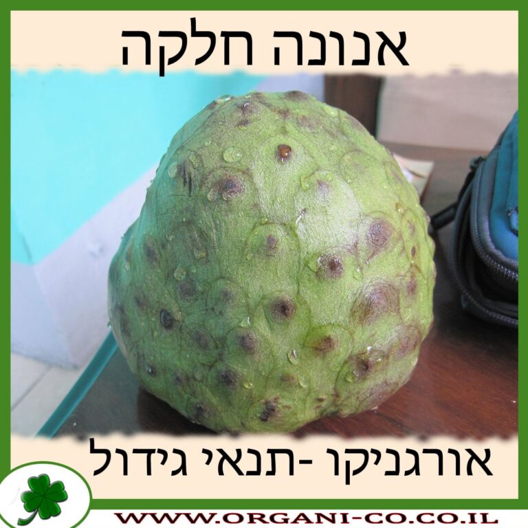 אנונה חלקה אנונה חלקה