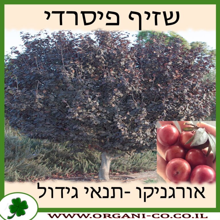 שזיף פיסרדי שזיף פיסרדי גידול צמח