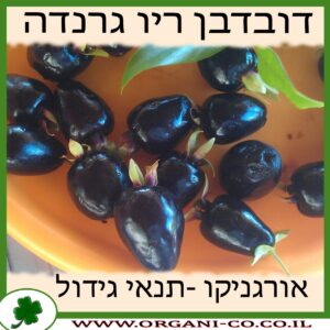 דובדבן ריו גרנדה גידול צמח