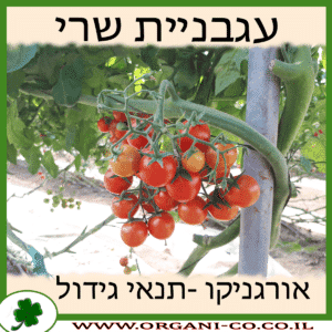 עגבניית שרי גידול צמח