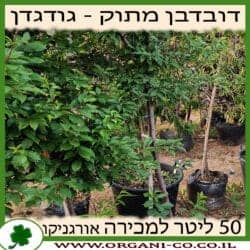 דובדבן מתוק (גודגדן) 25 ליטר