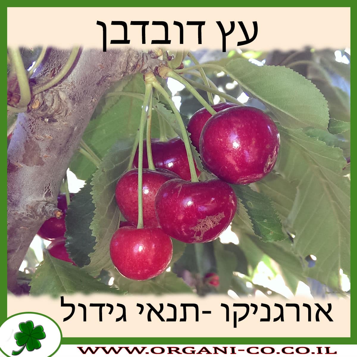 דובדבן עץ