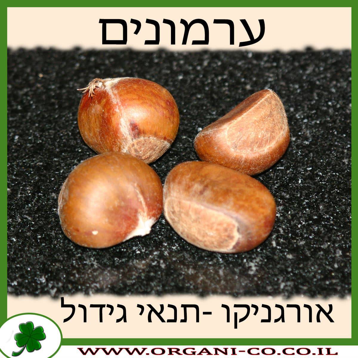 ערמונים גידול צמח