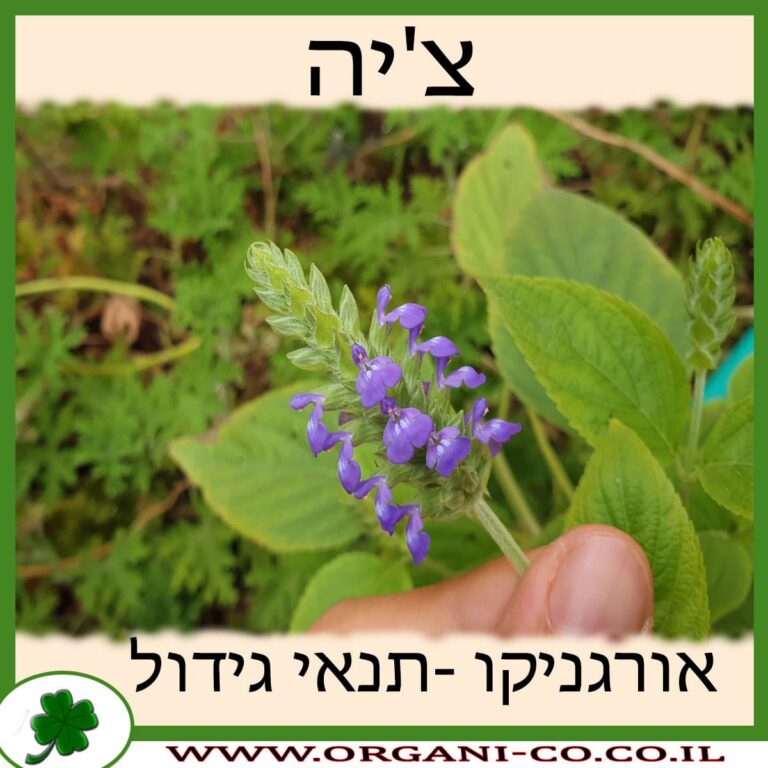 צ’יה צמח צ'יה גידול צמח