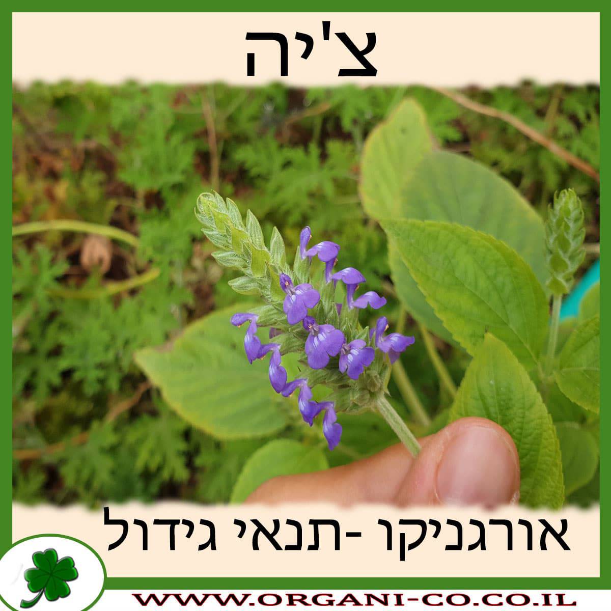 צ'יה גידול צמח