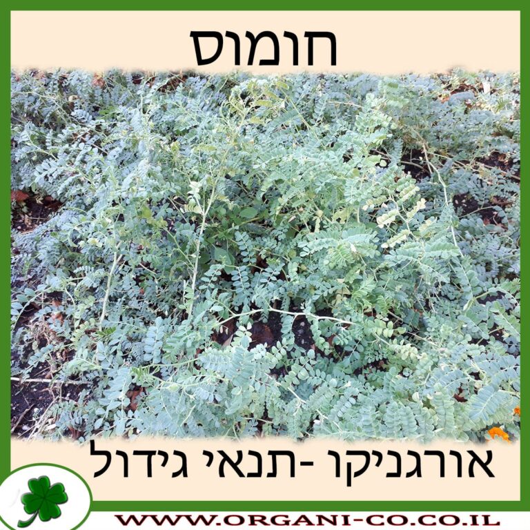 חומוס צמח חומוס צמח
