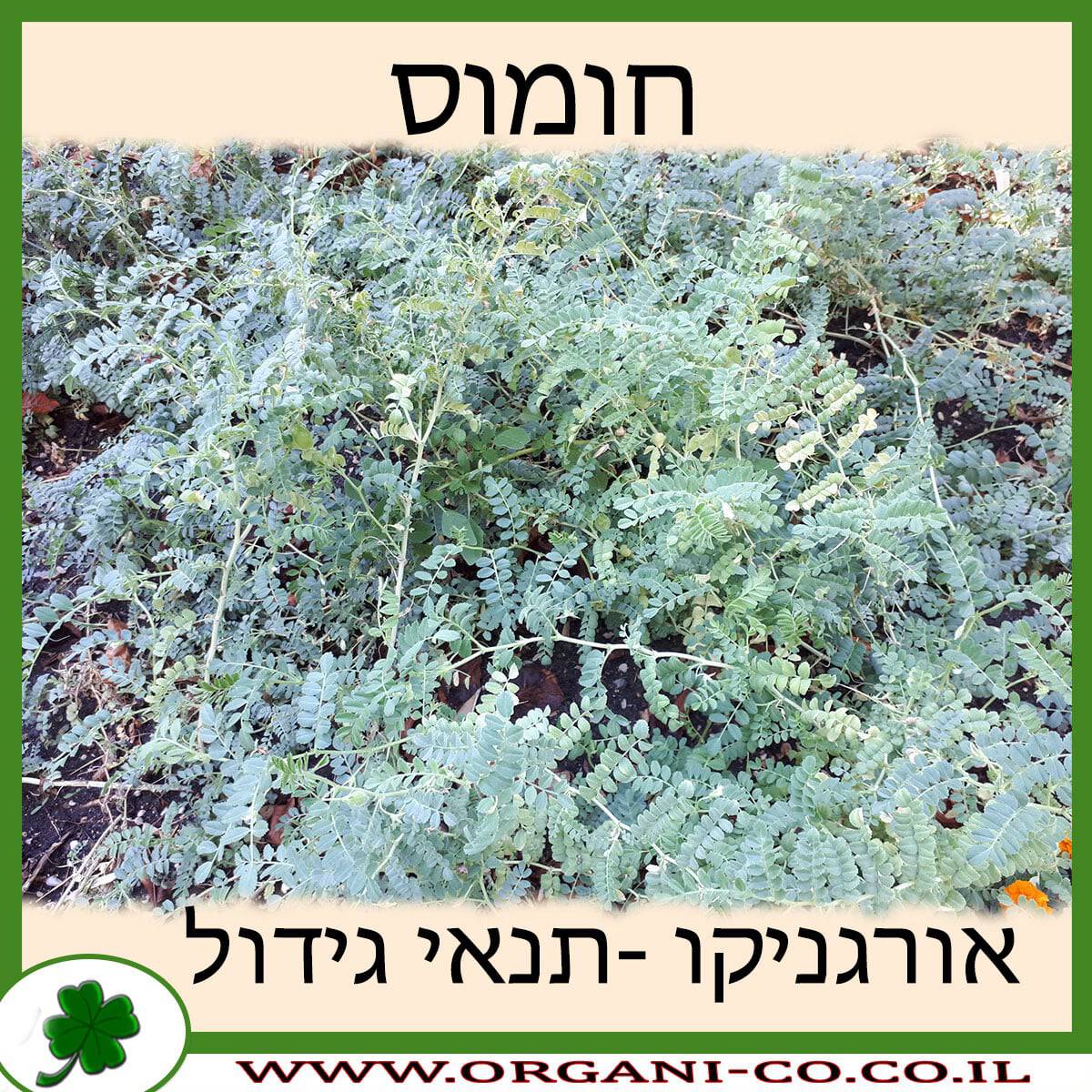 חומוס צמח