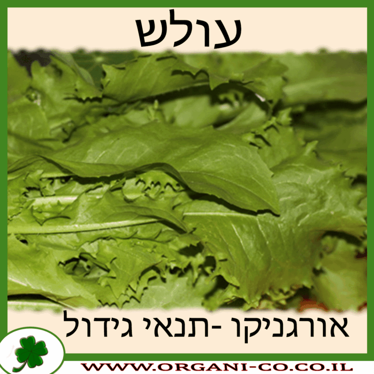 עולש עולש גידול צמח