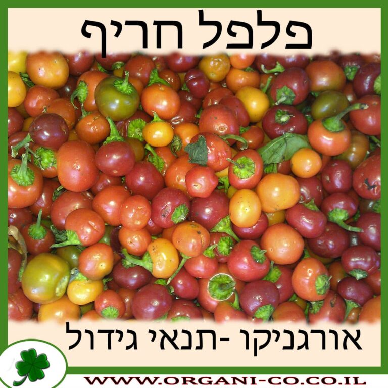 פלפל חריף פלפל חריף גידול צמח