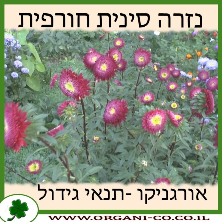 נזרה סינית חורפית