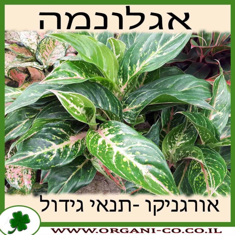 אגלונמה אגלונמה